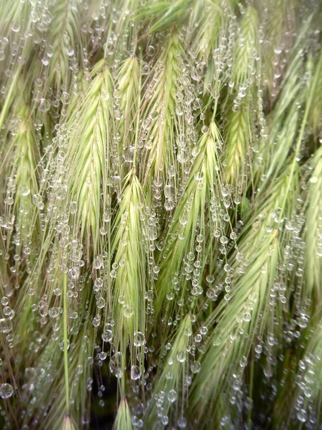 Σταγόνες βροχής σε αγκάθια χόρτου. Φαινόμενο Bokeh, μακροφωτογραφία. - Φωτογραφία, εικόνα