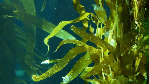 Light rays filter through a Giant Kelp forest. Macrocystis pyrifera. Diving, Aquarium and Marine concept. Underwater close up of swaying Seaweed leaves. Sunlight pierces vibrant exotic Ocean plants. - Photo, Image