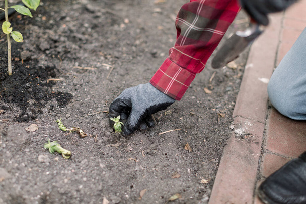 Szoros kép levágott kezét vezető férfi kertész kesztyűben, ültetés kis zamatos palánta a talajba, miközben dolgozik a kertben vagy üvegházban - Fotó, kép