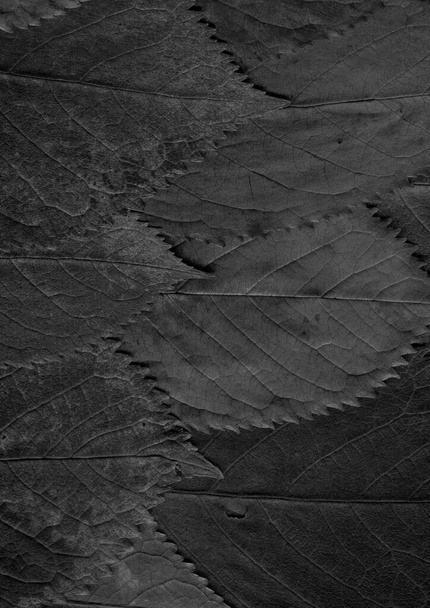γκρι φύλλα υφή, αφηρημένη ταπετσαρία - Φωτογραφία, εικόνα