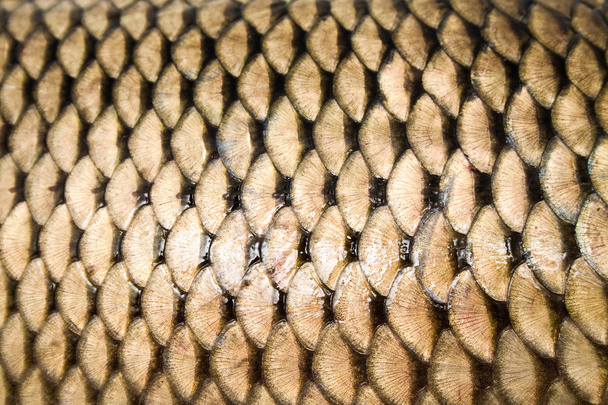 husté škála ryb - Fotografie, Obrázek
