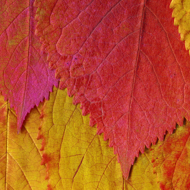 текстура оранжевых листьев, абстрактные обои - Фото, изображение
