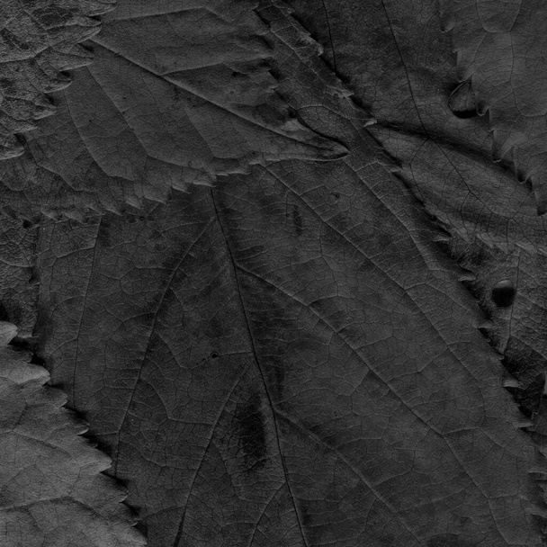 γκρι φύλλα υφή, αφηρημένη ταπετσαρία - Φωτογραφία, εικόνα