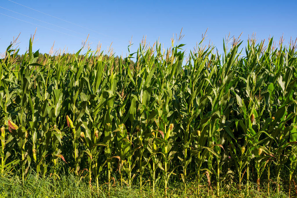 Ogólne ujęcie plantacji kukurydzy z niebieskim niebem w tle, poziome - Zdjęcie, obraz
