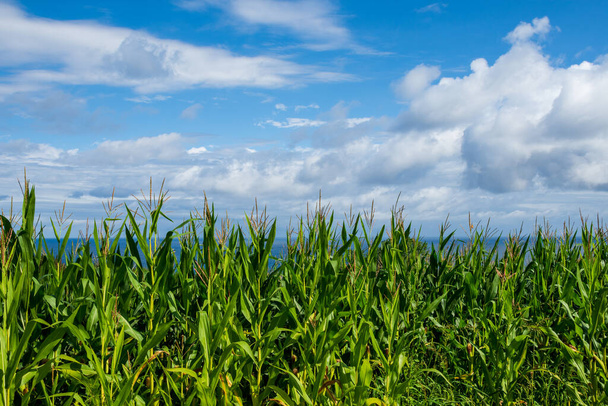 General shot of a corn field, a sunny summer morning, with the sea and a blue sky with white clouds, horizontal, in Cantabria, Spain - Foto, imagen