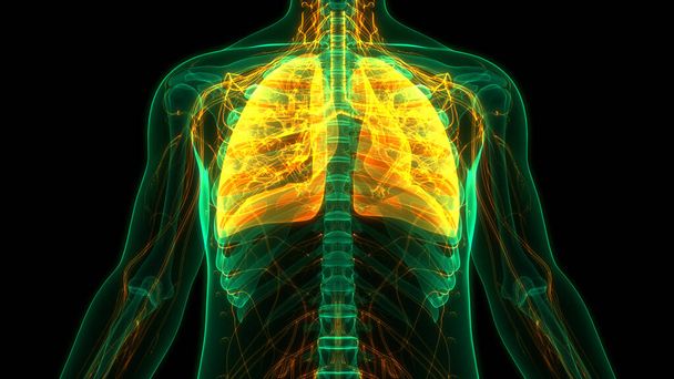 Concetto di animazione 3D dell'anatomia polmonare del sistema respiratorio umano - Foto, immagini