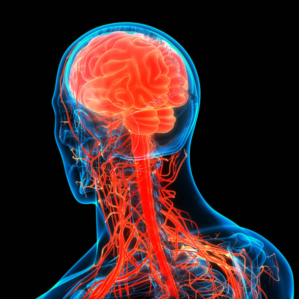 ヒト神経系中心器官の3Dアニメーション概念｜脳解剖学 - 写真・画像