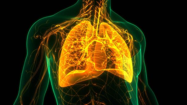 Concetto di animazione 3D dell'anatomia polmonare del sistema respiratorio umano - Foto, immagini
