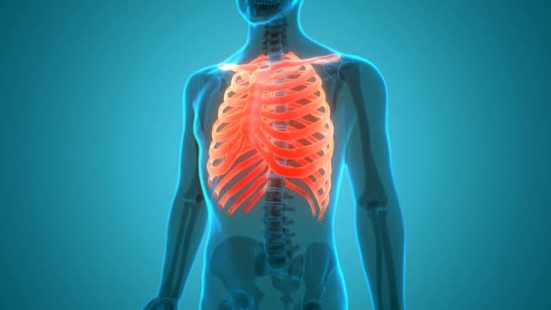 Human Skeleton System Кісткова система об'єднує анатомію. 3D - Кадри, відео
