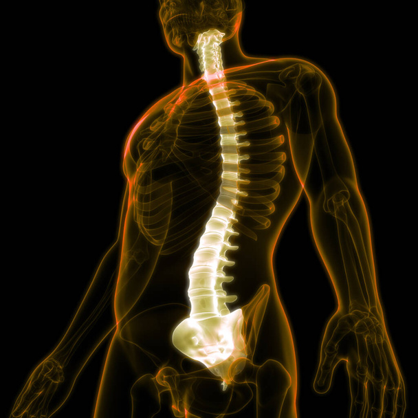 Columna vertebral de anatomía del sistema esquelético humano - Foto, imagen