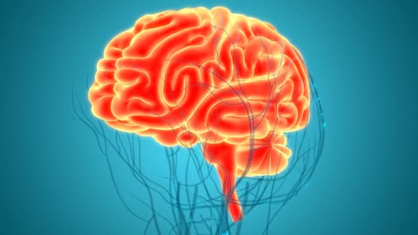 Koncepcja animacji 3D centralnego narządu anatomii mózgu ludzkiego układu nerwowego - Materiał filmowy, wideo
