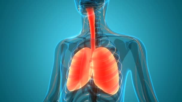 3D Animation Concept of Human Respiratory System Lungs Anatomy - Footage, Video