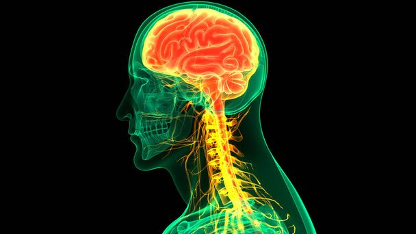 Concept d'animation 3D de l'organe central du système nerveux humain Anatomie cérébrale - Photo, image