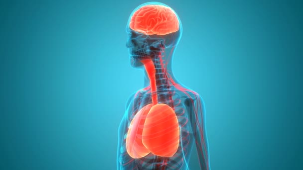 Concept d'animation 3D de l'anatomie pulmonaire du système respiratoire humain - Séquence, vidéo