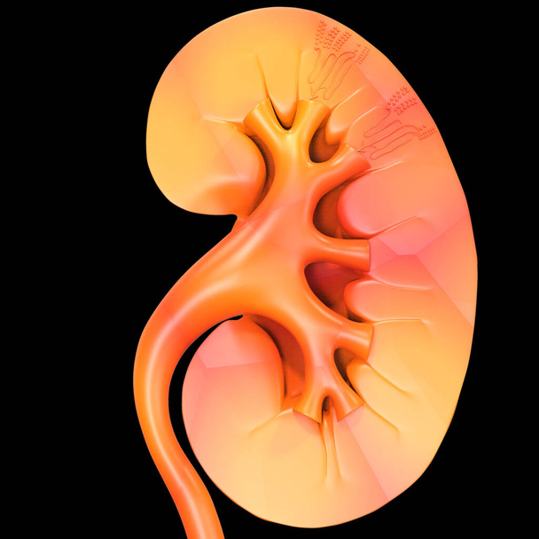3D Illustratie Concept van het menselijk urinesysteem Nieren met blaas Anatomie - Foto, afbeelding