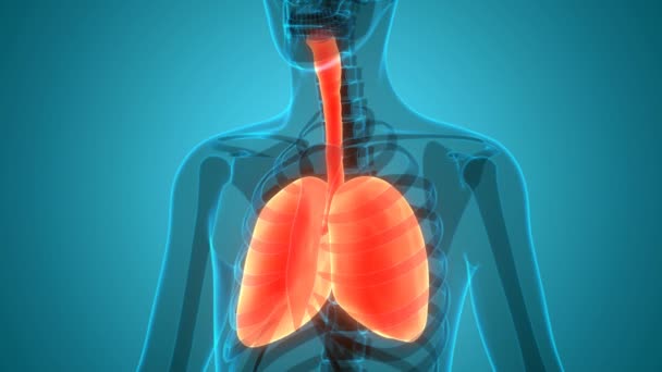 Concetto di animazione 3D dell'anatomia polmonare del sistema respiratorio umano - Filmati, video