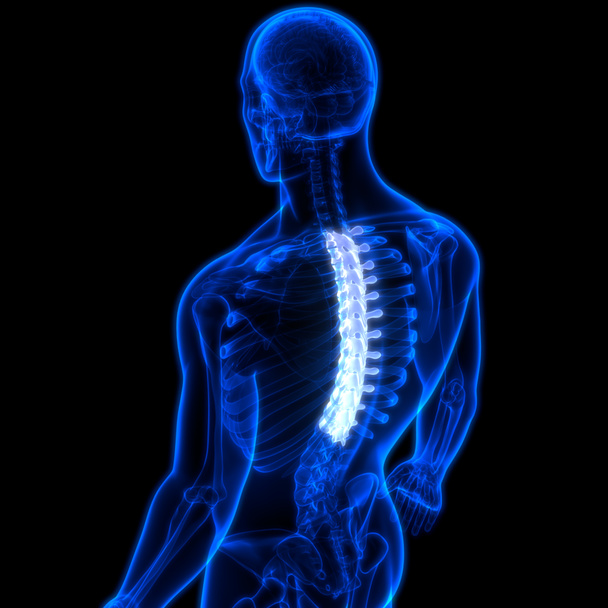Colonna vertebrale dell'anatomia del sistema scheletrico umano - Foto, immagini