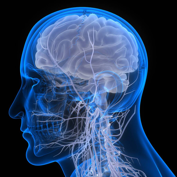 Centralny organ anatomii mózgu ludzkiego układu nerwowego. 3D - Zdjęcie, obraz