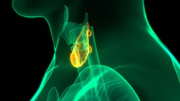 Concept d'animation 3D des lobes des glandes humaines de l'anatomie de la glande thyroïde - Photo, image