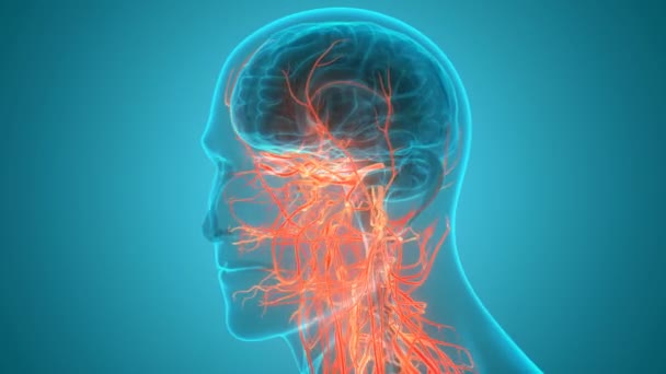 Organe central de l'anatomie cérébrale du système nerveux humain. 3D - Séquence, vidéo