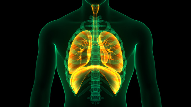 Anatomie pulmonaire du système respiratoire humain. 3D - Photo, image