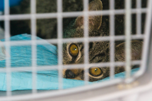 kitten in de kooi in de dierenkliniek - Foto, afbeelding
