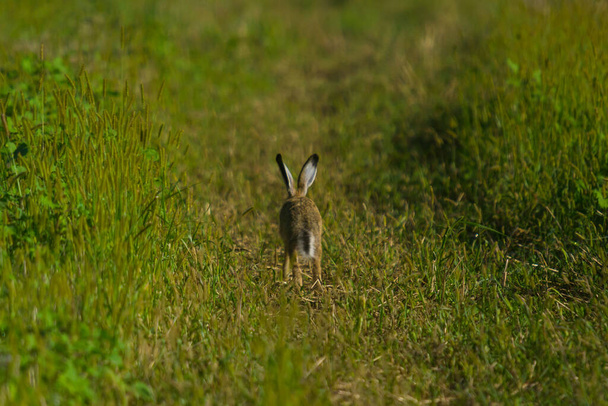 wild rabbit in the field in summer season - Foto, imagen