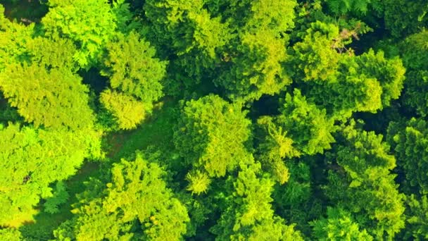 İnsansız hava aracı yaprak döken ormanın üzerinde uçar. - Video, Çekim