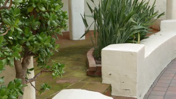 Mediterrán rusztikus épület, üres mellékutca. Zöld kert természetes zöldellő spanyol gyarmati stílusú külvárosban. Örökzöld zamatos növények a fehér vidéki ház közelében. Mexikói vidéki esztétika - Felvétel, videó