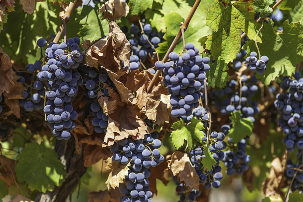 Dojrzałe winogrona wśród zielonych liści. Latrun winnice. Izrael - Zdjęcie, obraz