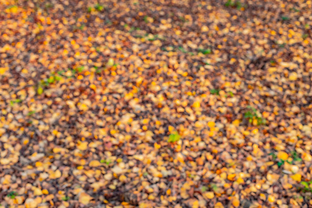 desfocado abstrato outono cores desfocado fundo espaço caindo folhagem no chão - Foto, Imagem