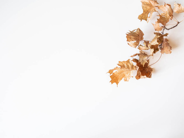 Квітник сповнений пишних свіжих айстр квітів персикових кольорів
. - Фото, зображення