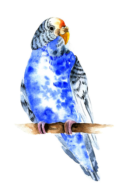 Blue parrot, budgerigars. Watercolor illustration. - Фото, изображение