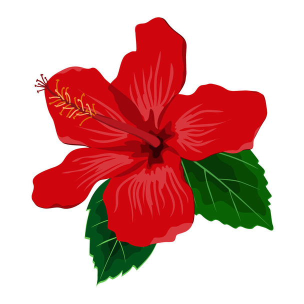 Квіти гібіска з листям, плоска векторна ілюстрація. Тропічна екзотична Гавайська рослина ізольована на білому. - Вектор, зображення