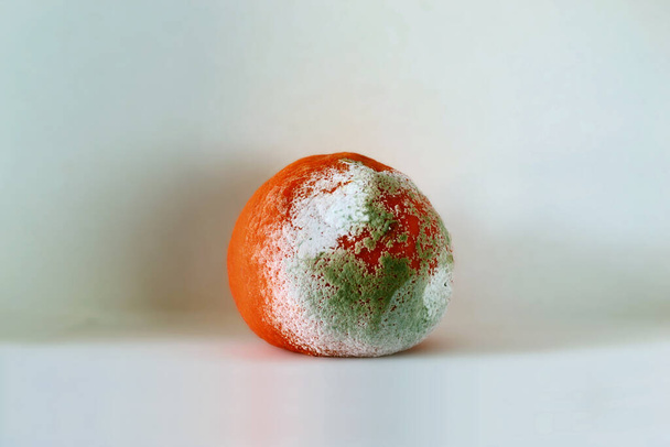 Moldy citrus, very ripe and moldy orange - 写真・画像