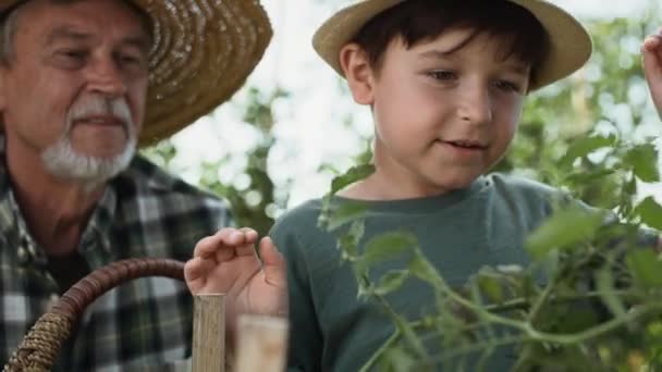 Video eines Jungen, der zusammen mit seinem Großvater Tomaten sammelt. Aufnahme mit roter Heliumkamera in 8K. - Filmmaterial, Video