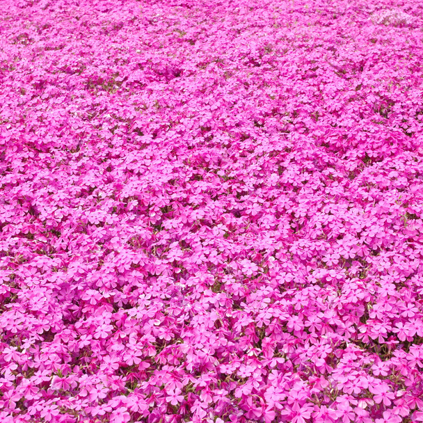flor roxa de flores
 - Foto, Imagem