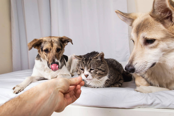 Adorable tranquil mixed breed dogs and cat looking at crop person hand with treats, while resting on bed covered white sheet in living room - Foto, Imagen