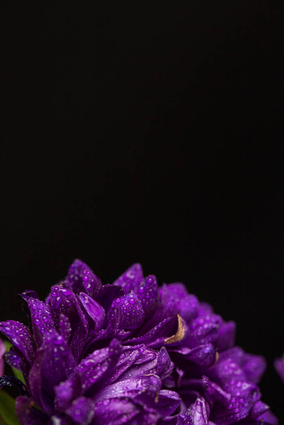 Purple chrysanthemum with dew drops on black background - Foto, imagen