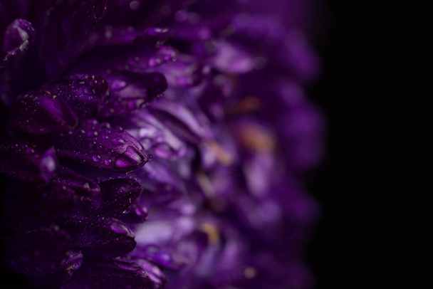 Purple chrysanthemum with dew drops on black background - Foto, imagen