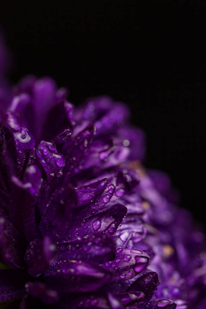 Purple chrysanthemum with dew drops on black background - Fotografie, Obrázek