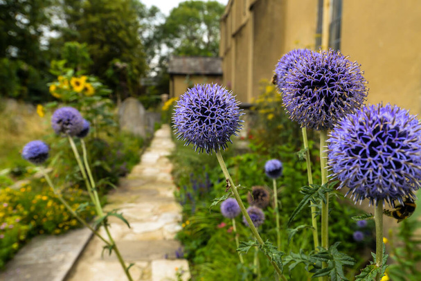 Plantas azuis brilhantes no antigo cemitério de Walthamstow - Londres, Reino Unido - Foto, Imagem