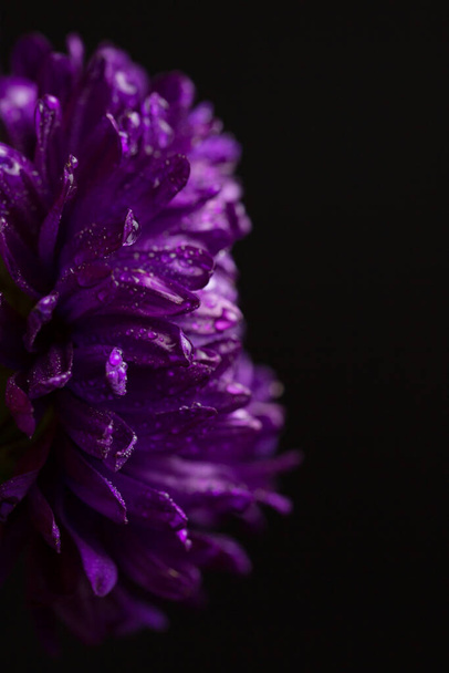 Crisantemo púrpura con gotas de rocío sobre fondo negro - Foto, imagen