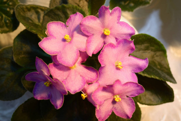 Primer plano de flores de violetas rosadas - Foto, imagen