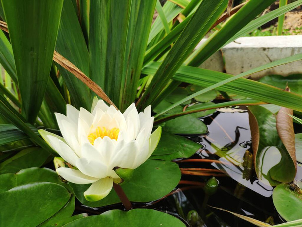 Hermosa flor de nenúfar, ninfa blanca, flor de loto en el estanque - Foto, imagen