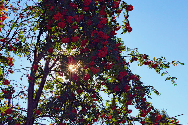 Auringonsäteet loistavat puiden lehdissä. Auringonvalo puussa. Näkymä pihlajan oksat punaisia marjoja vastaan sininen taivas. Punaiset pihlajanmarjat pihlajan oksilla ja vihreät lehdet sinistä taivasta vasten. - Valokuva, kuva