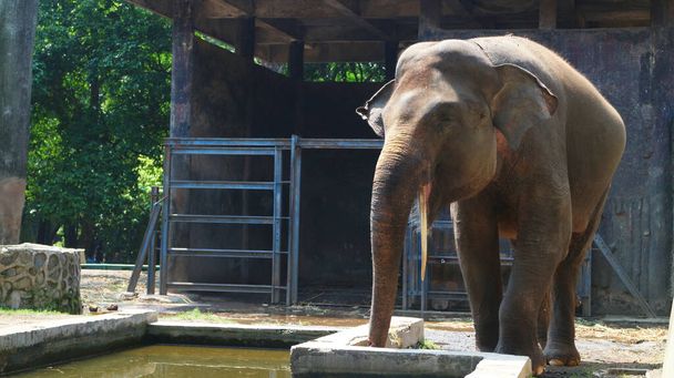 Sumatranští sloni s latinským názvem Elephas maximus sumatrensis - Fotografie, Obrázek