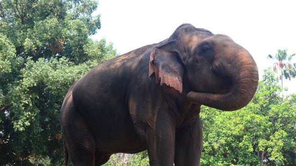 Éléphants de Sumatra au nom latin Elephas maximus sumatrensis - Photo, image