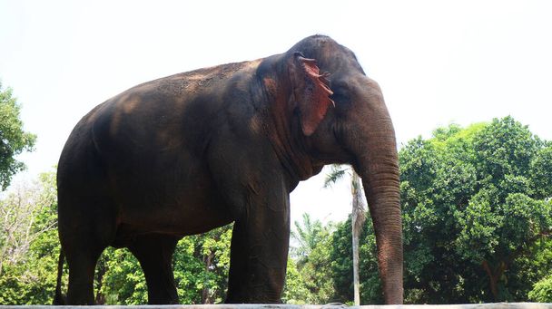 Sumatraanse olifanten met de Latijnse naam Elephas maximus sumatrensis - Foto, afbeelding