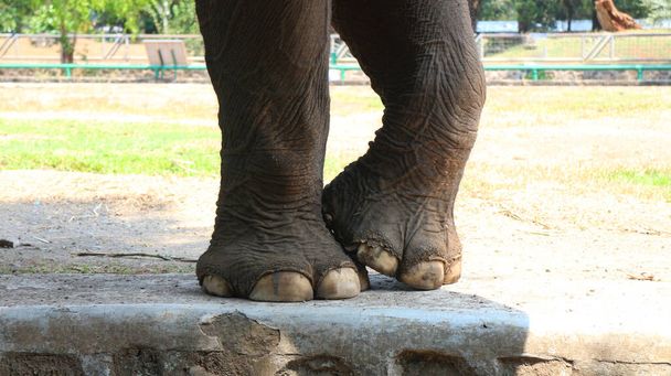 Sumatraanse olifanten met de Latijnse naam Elephas maximus sumatrensis - Foto, afbeelding